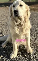 F1 Medium-Sized Goldendoodle, a  Goldendoodle and Poodle - Standard  for sale in Silverton, OR – 3 of 10