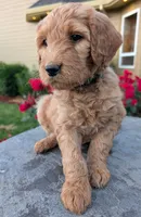 F1 Medium-Sized Goldendoodle, a  Goldendoodle and Poodle - Standard  for sale in Silverton, OR – 9 of 10