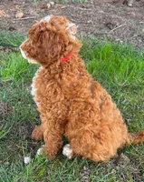 AKC Moyen(Medium Sized)Poodle, a  Poodle - Standard  for sale in Silverton, OR – 8 of 10