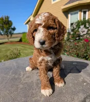 AKC Moyen Medium-Sized Poodles, a  Poodle - Standard  for sale in Silverton, OR – 9 of 10