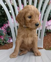 F1 Medium-Sized Goldendoodle, a  Goldendoodle and Poodle - Standard  for sale in Silverton, OR – 4 of 10