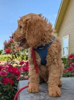 F1 Medium-Sized Goldendoodle, a male Goldendoodle for sale in Silverton, OR – 5 of 10