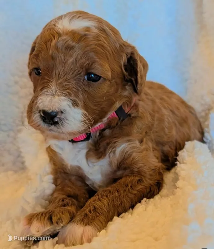 AKC Moyen Medium-Sized Poodle – Poodle - Standard  puppy for sale in Silverton, OR
