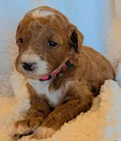 AKC Moyen Medium-Sized Poodle, a  Poodle - Standard  for sale in Silverton, OR – 1 of 10