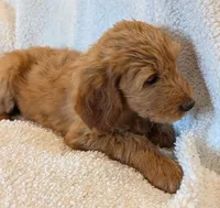 F1 Medium-Sized Goldendoodle, a  Poodle - Standard  for sale in Silverton, OR – 5 of 10