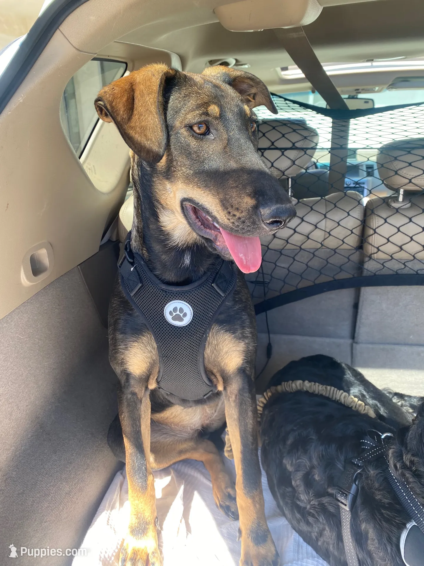 Sable -standard, a female Xoloitzcuintli for sale in Redwood City, CA – 2 of 10