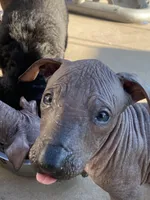 Naya standard, a female Xoloitzcuintli for sale in Merced, CA – Photo 6 of 8