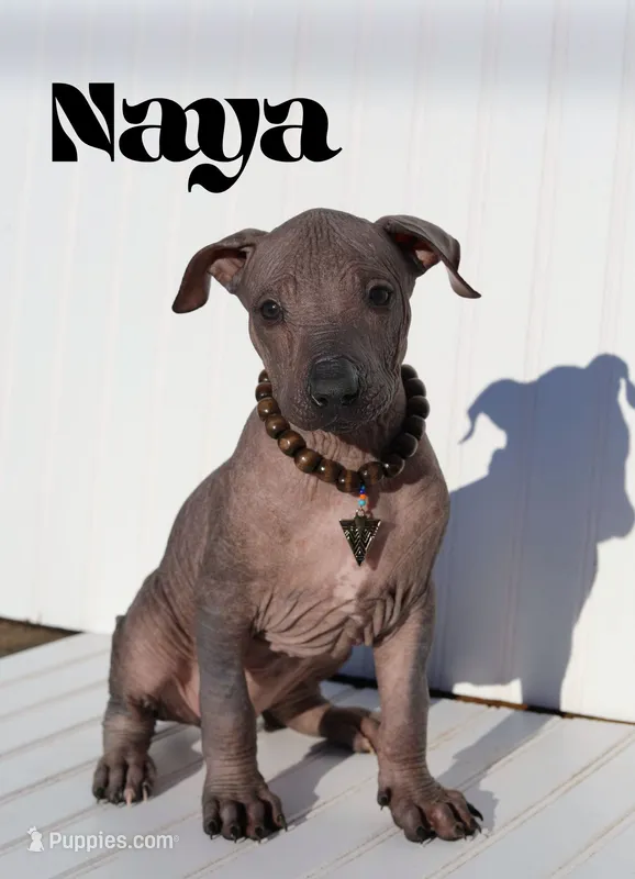 Naya standard – Xoloitzcuintli puppy for sale in Merced, CA