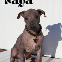 Naya standard, a female Xoloitzcuintli for sale in Merced, CA – Photo 1 of 8