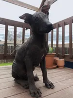 Naya standard, a female Xoloitzcuintli for sale in Merced, CA – Photo 7 of 8