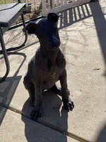 Naya standard, a female Xoloitzcuintli for sale in Merced, CA – Photo 8 of 8