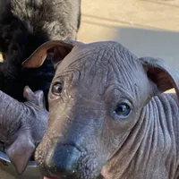 Naya standard, a female Xoloitzcuintli for sale in Merced, CA – Photo 3 of 8