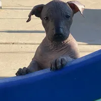 Naya standard, a female Xoloitzcuintli for sale in Merced, CA – Photo 4 of 8