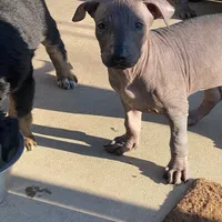 Naya standard, a female Xoloitzcuintli for sale in Merced, CA – Photo 5 of 8