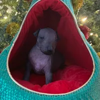 Naya standard, a female Xoloitzcuintli for sale in Merced, CA – Photo 2 of 8