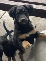 Bellatrix, a female Xoloitzcuintli for sale in Merced, CA – Photo 7 of 8
