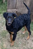 Bellatrix -standard , a female Xoloitzcuintli for sale in Huntington Beach, CA – 9 of 9