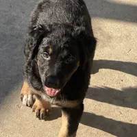 Bellatrix, a female Xoloitzcuintli for sale in Merced, CA – Photo 6 of 8
