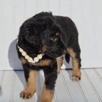 Bellatrix, a female Xoloitzcuintli for sale in Merced, CA – Photo 3 of 8