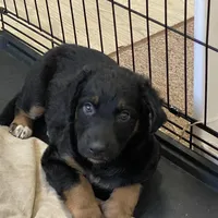 Bellatrix, a female Xoloitzcuintli for sale in Merced, CA – Photo 4 of 8