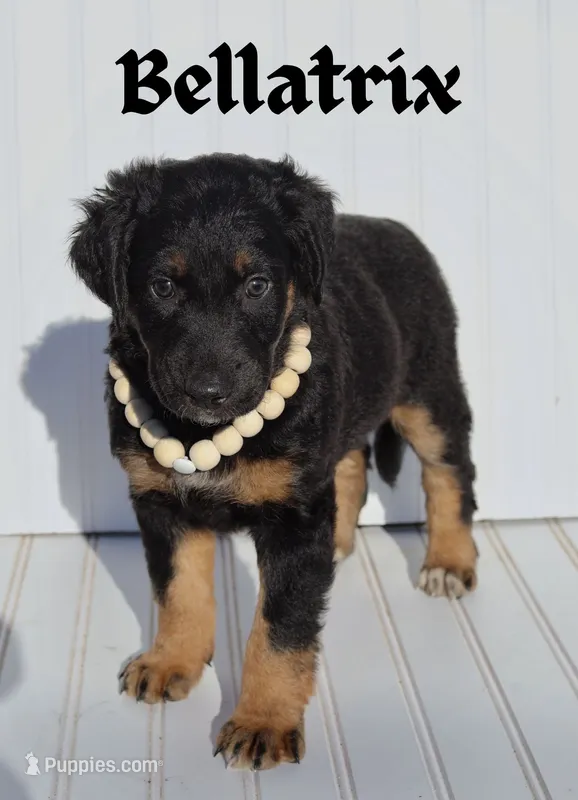 Bellatrix – Xoloitzcuintli puppy for sale in Merced, CA