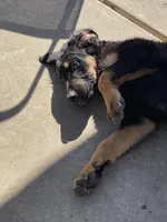 Bellatrix, a female Xoloitzcuintli for sale in Merced, CA – Photo 8 of 8