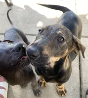 Sable -standard, a female Xoloitzcuintli for sale in Redwood City, CA – 10 of 10
