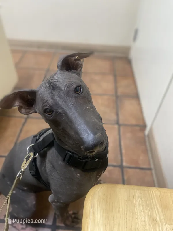 Ezel Standard – Xoloitzcuintli puppy for sale in Redwood City, CA