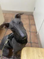 Ezel Standard, a female Xoloitzcuintli for sale in Ventura, CA – 1 of 9