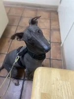 Ezel Standard, a female Xoloitzcuintli for sale in Ventura, CA – 8 of 9