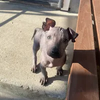 Maximus, a male Xoloitzcuintli for sale in Merced, CA – Photo 2 of 7