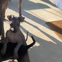 Maximus, a male Xoloitzcuintli for sale in Merced, CA – Photo 5 of 7