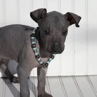 Maximus, a male Xoloitzcuintli for sale in Merced, CA – Photo 3 of 7