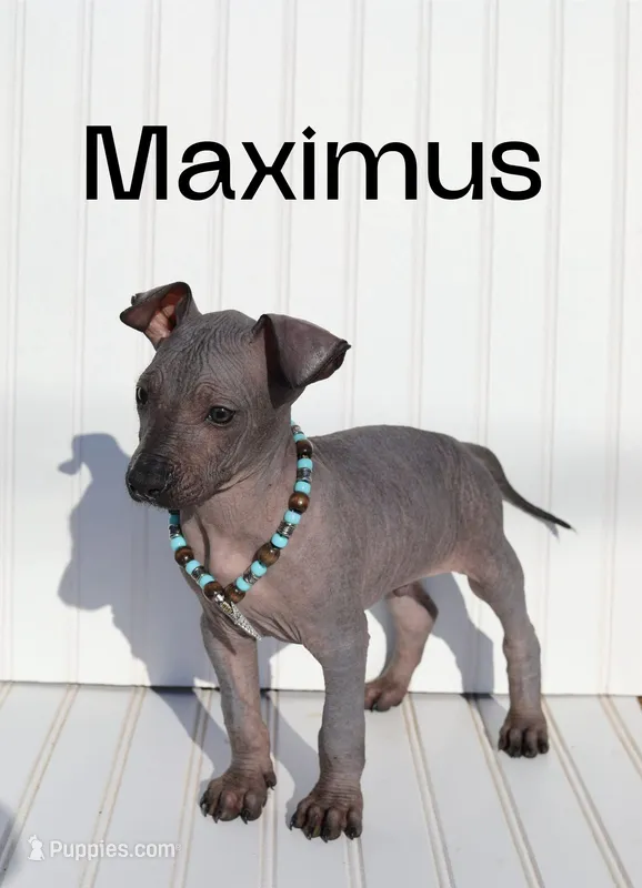 Maximus – Xoloitzcuintli puppy for sale in Merced, CA