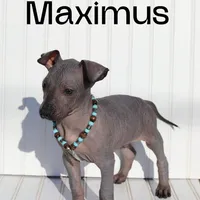Maximus, a male Xoloitzcuintli for sale in Merced, CA – Photo 1 of 7