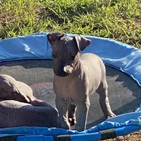 Maximus, a male Xoloitzcuintli for sale in Merced, CA – Photo 7 of 7