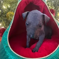 Maximus, a male Xoloitzcuintli for sale in Merced, CA – Photo 6 of 7