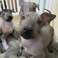 Maximus, a male Xoloitzcuintli for sale in Merced, CA – Photo 4 of 7