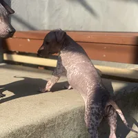 Ezel Standard, a female Xoloitzcuintli for sale in Merced, CA – Photo 5 of 6