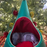 Ezel Standard, a female Xoloitzcuintli for sale in Merced, CA – Photo 6 of 6