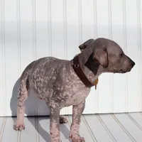 Ezel Standard, a female Xoloitzcuintli for sale in Merced, CA – Photo 4 of 6