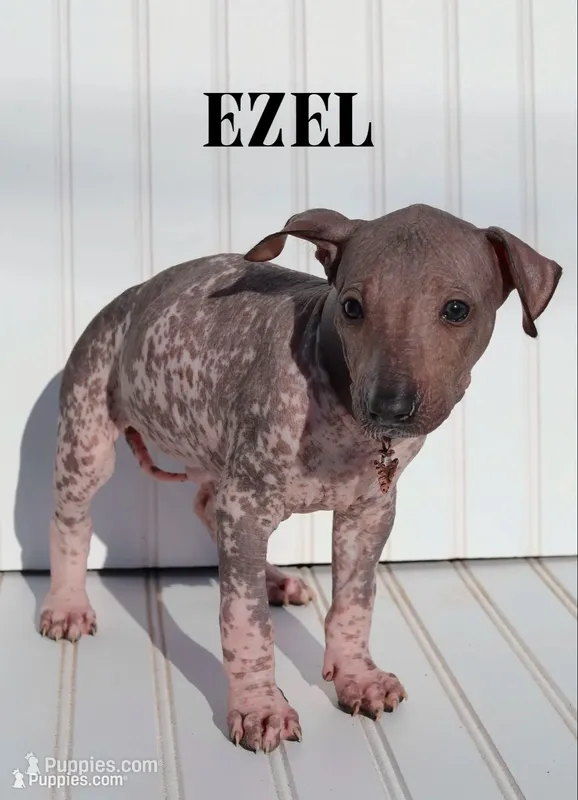 Ezel Standard – Xoloitzcuintli puppy for sale in Huntington Beach, CA