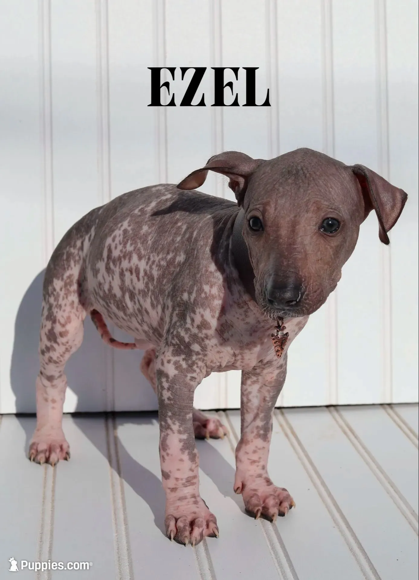 Ezel Standard, a female Xoloitzcuintli for sale in Redwood City, CA – 1 of 6