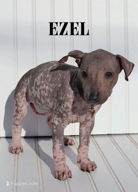 Ezel Standard – Xoloitzcuintli puppy for sale in Merced, CA