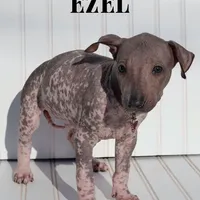 Ezel Standard, a female Xoloitzcuintli for sale in Merced, CA – Photo 1 of 6