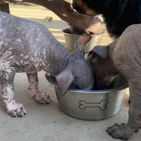 Ezel Standard, a female Xoloitzcuintli for sale in Merced, CA – Photo 3 of 6