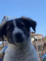 El Capitan, a male Xoloitzcuintli for sale in Merced, CA – Photo 7 of 9