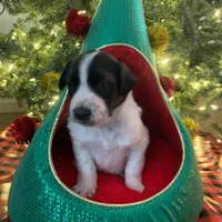 El Capitan, a male Xoloitzcuintli for sale in Merced, CA – Photo 4 of 9