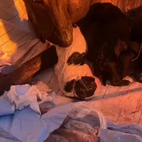 El Capitan, a male Xoloitzcuintli for sale in Merced, CA – Photo 2 of 9