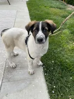 El Capitan, a male Xoloitzcuintli for sale in Merced, CA – Photo 9 of 9
